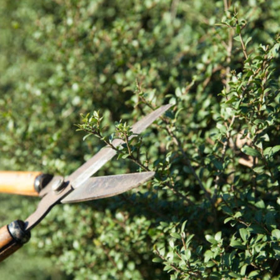 庭木剪定 大府市 | 大府市で庭木剪定ならお庭の窓口大府市