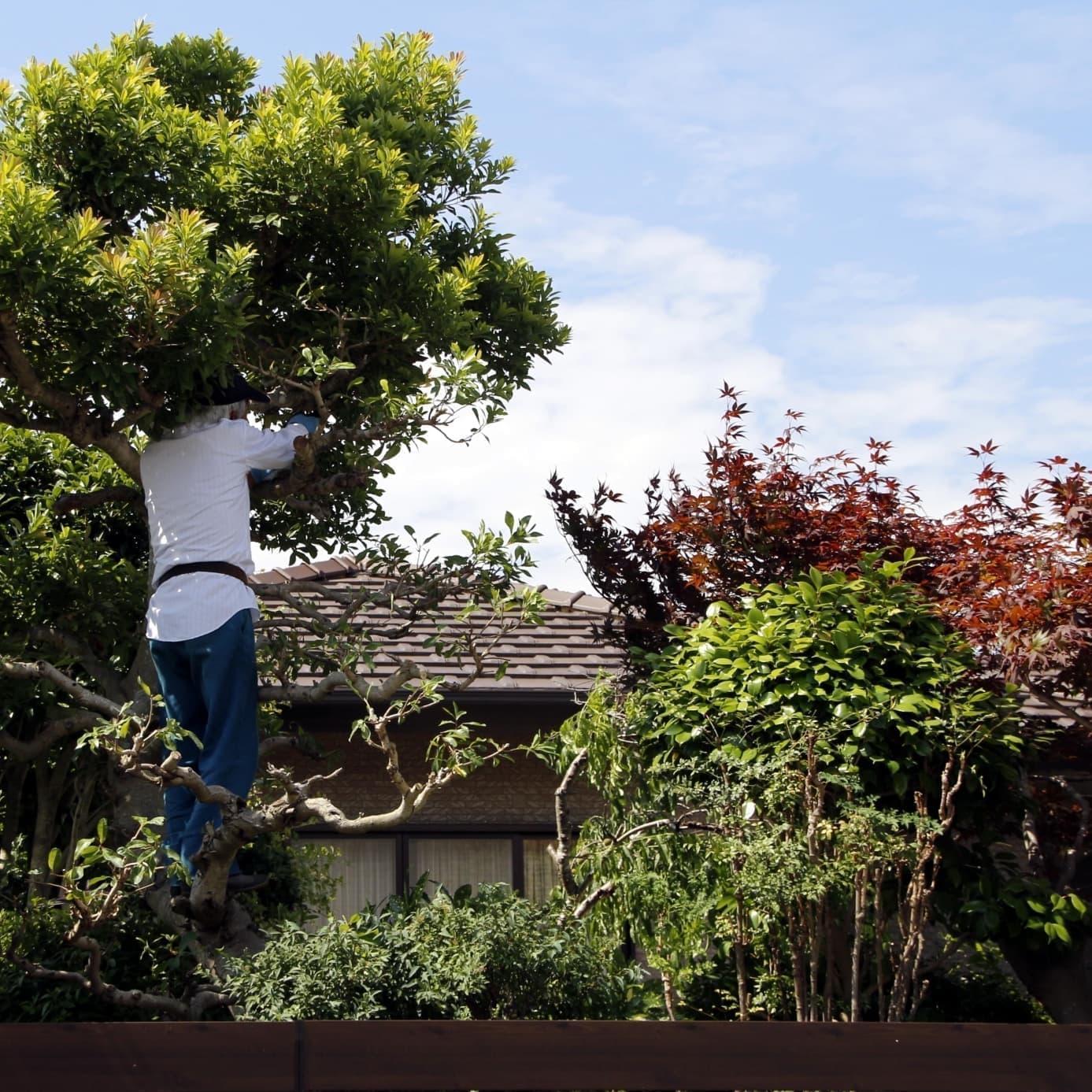 庭木伐採 大府市 | 大府市で庭木伐採ならお庭の窓口大府市