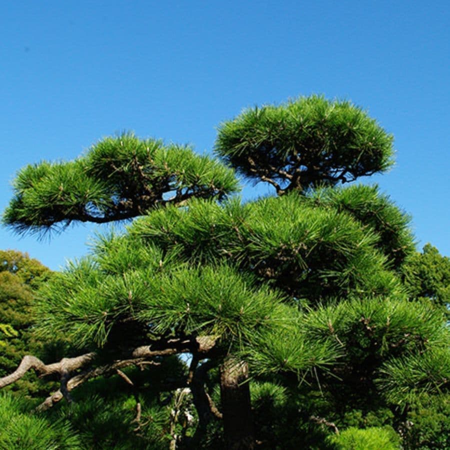 松の木剪定・伐採 大府市 | 大府市で松の木剪定・伐採ならお庭の窓口大府市