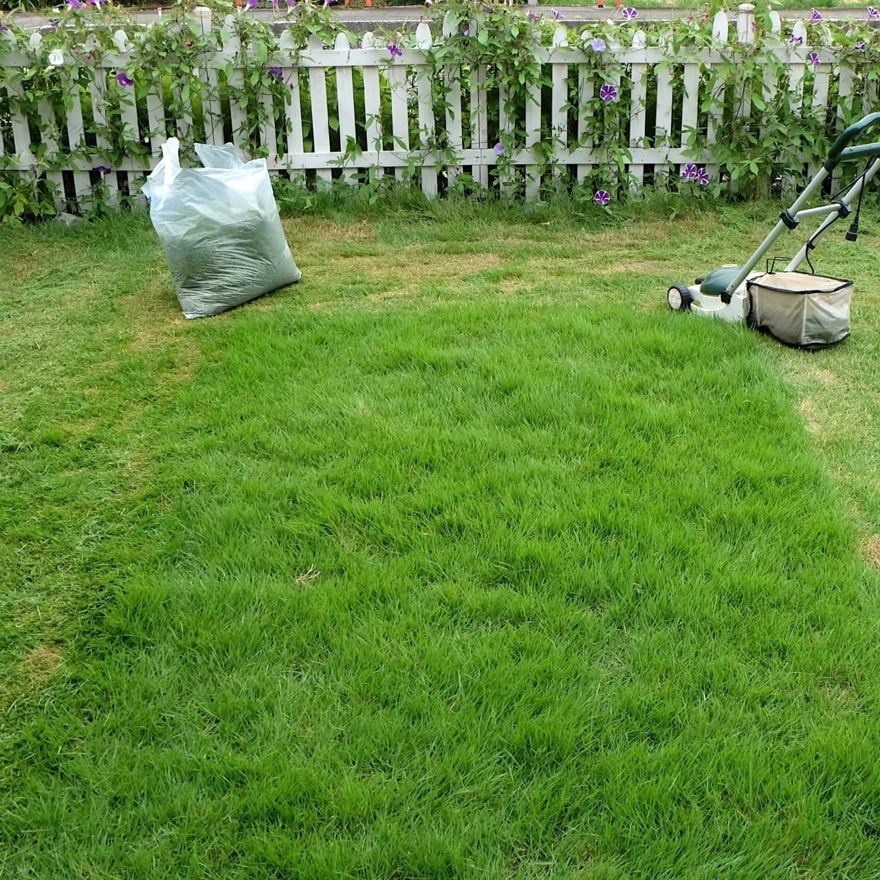 芝生の手入れ 大府市 | 大府市で芝生の手入れならお庭の窓口大府市