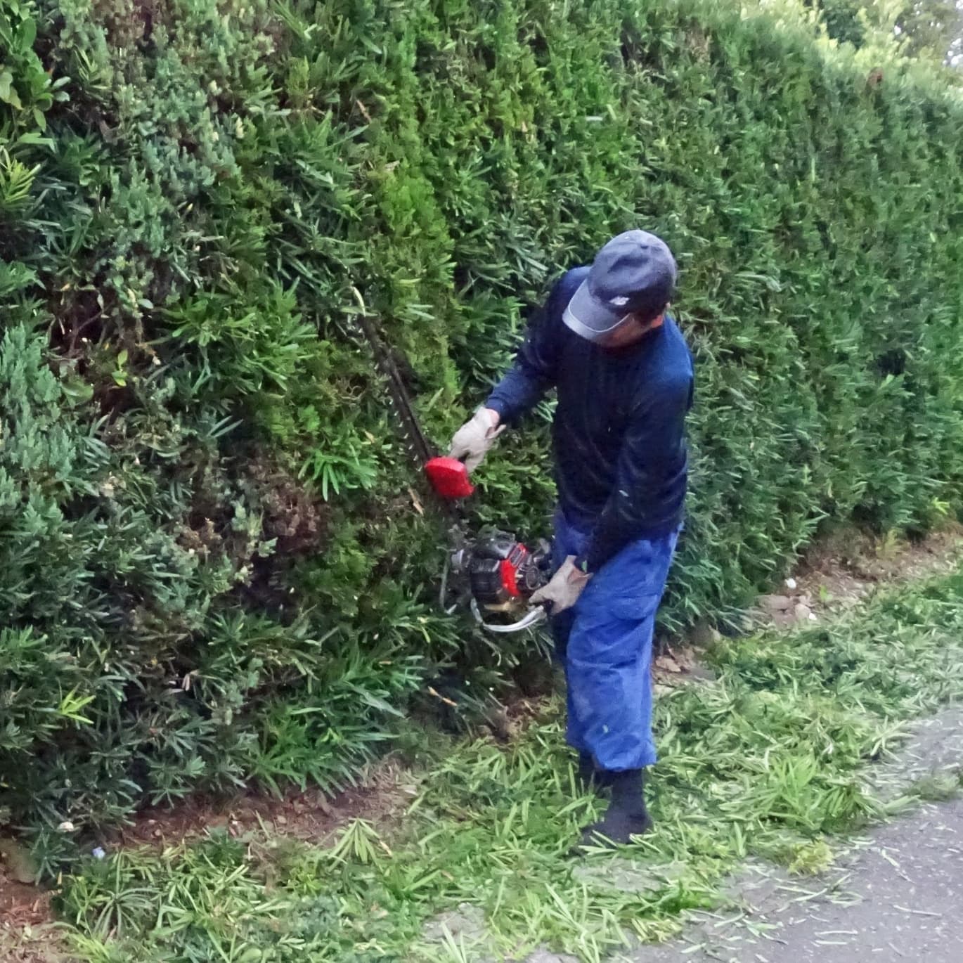 生垣剪定 大府市 | 大府市で生垣剪定ならお庭の窓口大府市