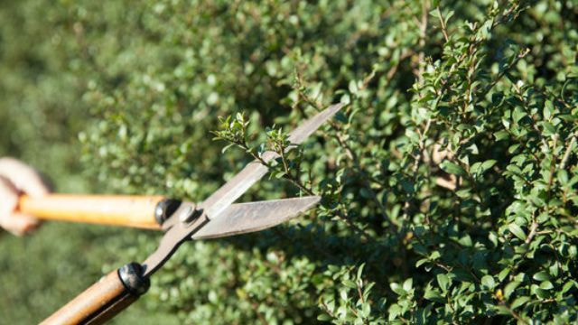 庭木剪定 大府市 | 大府市で庭木剪定ならお庭の窓口大府市