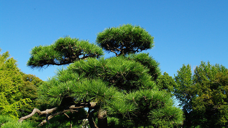 松の木剪定・伐採 大府市 | 大府市で松の木剪定・伐採ならお庭の窓口大府市