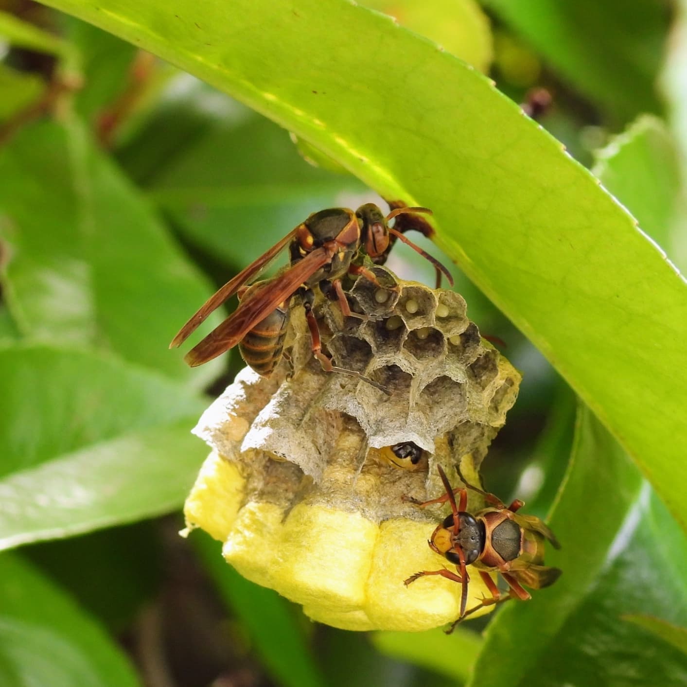 蜂の巣駆除 大府市 | 大府市で蜂の巣駆除ならお庭の窓口大府市