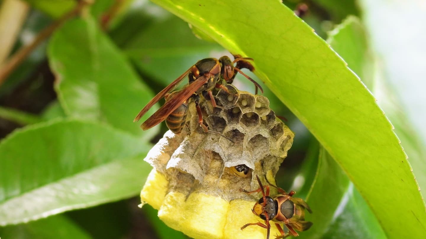 蜂の巣駆除 大府市 | 大府市で蜂の巣駆除ならお庭の窓口大府市
